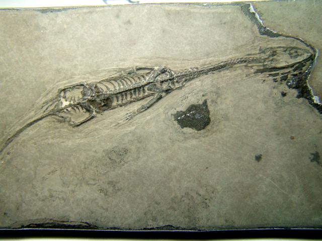 ケイチョウサウルス Keichousaurus hui