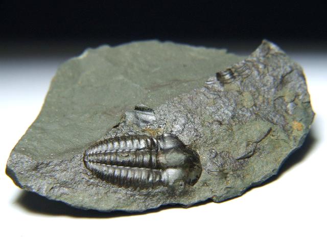 エリプソセファルス・ホッフィー ＜Ellipsocephalus hoffi＞ < Mineral