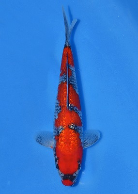 鯉の見沼 | 観賞用、品評会用錦鯉生産販売