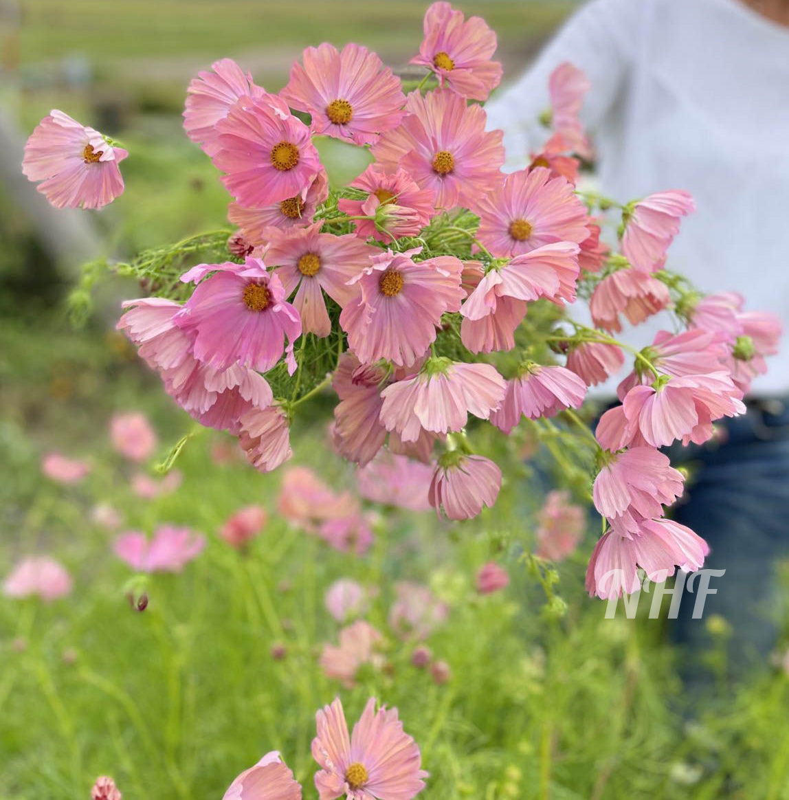 25 Apricot Cosmos Flower Seeds – New Hill Farms