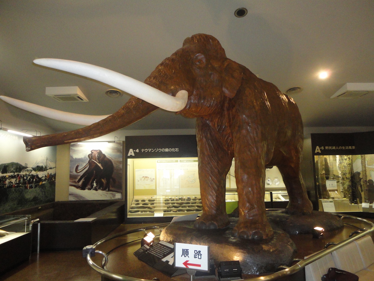 ナウマンゾウとその仲間 | 野尻湖ナウマンゾウ博物館