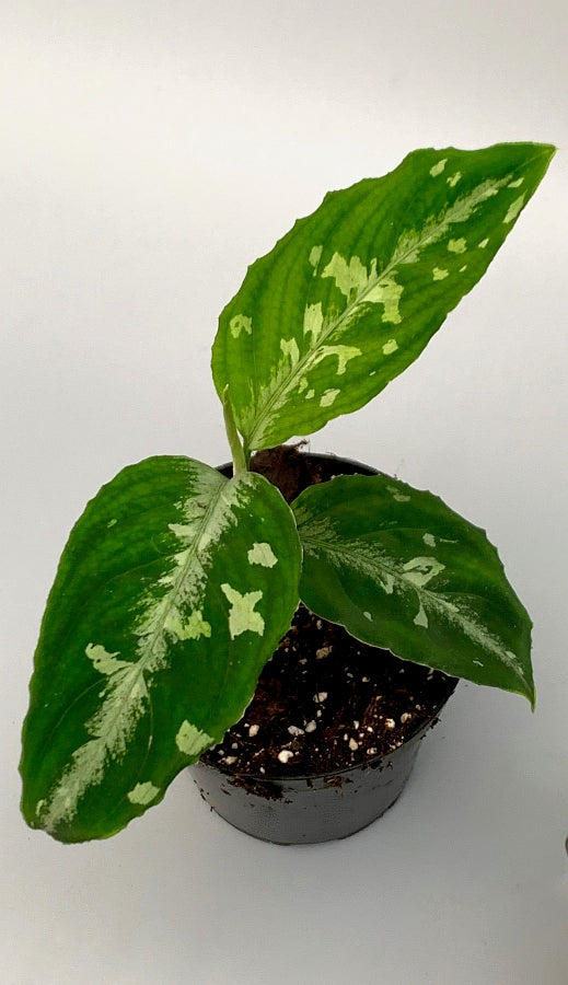 Aglaonema pictum 