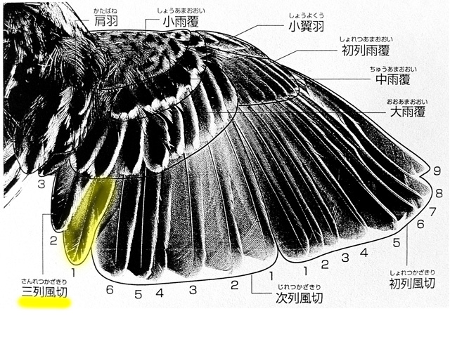 r2: アオゲラちゃんの羽