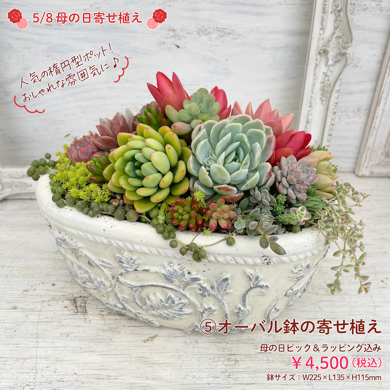 母の日 多肉植物の寄せ植え特集 | アトリエnana 多肉植物専門店