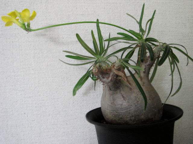 パキポディウム 象牙宮/象牙の宮/グラキリス(Pachypodium rosulatum