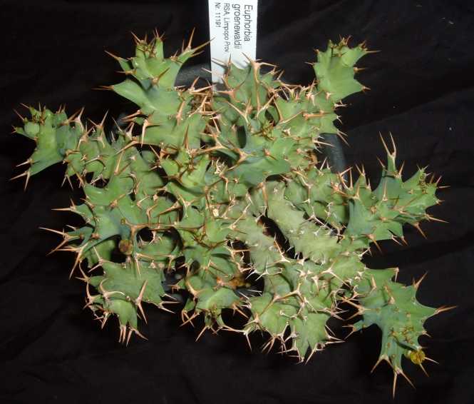 ユーフォルビア グロエンワルディー(Euphorbia groenewaldii)写真 多肉