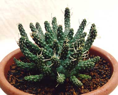 ユーフォルビア 倶梨伽羅玉(Euphorbia crassipes)写真 多肉植物