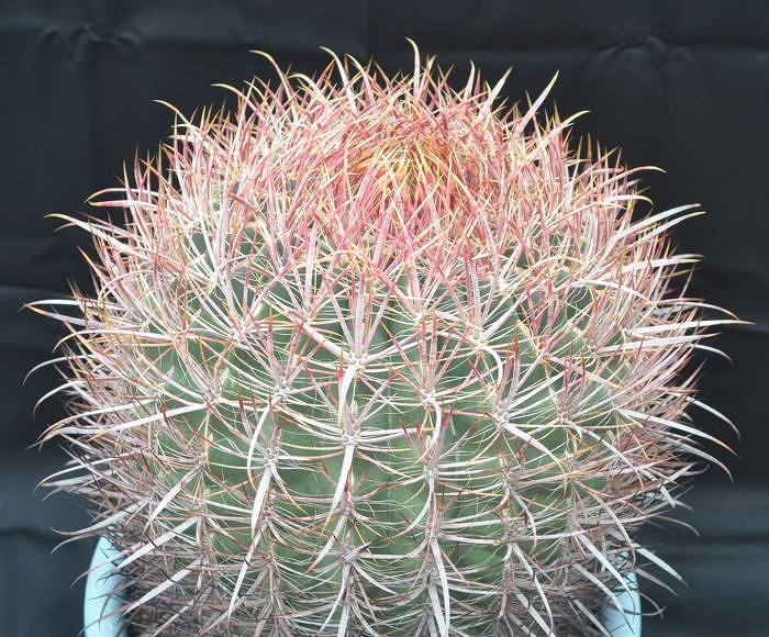 フェロカクタス 鯱頭(Ferocactus cylindraceus) 多肉植物データベース