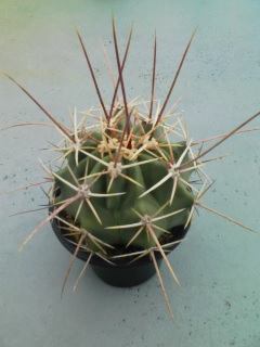 フェロカクタス 偉冠玉(Ferocactus emoryi var. rectispinus) 多肉植物