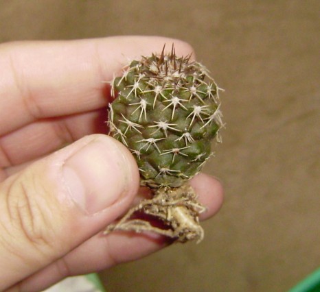 コピアポア 竜牙玉(Copiapoa cinerascens)写真 多肉植物データベース