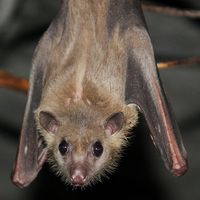 動物事典 -エジプトルーセットオオコウモリ [ Rousettus aegyptiacus ] -