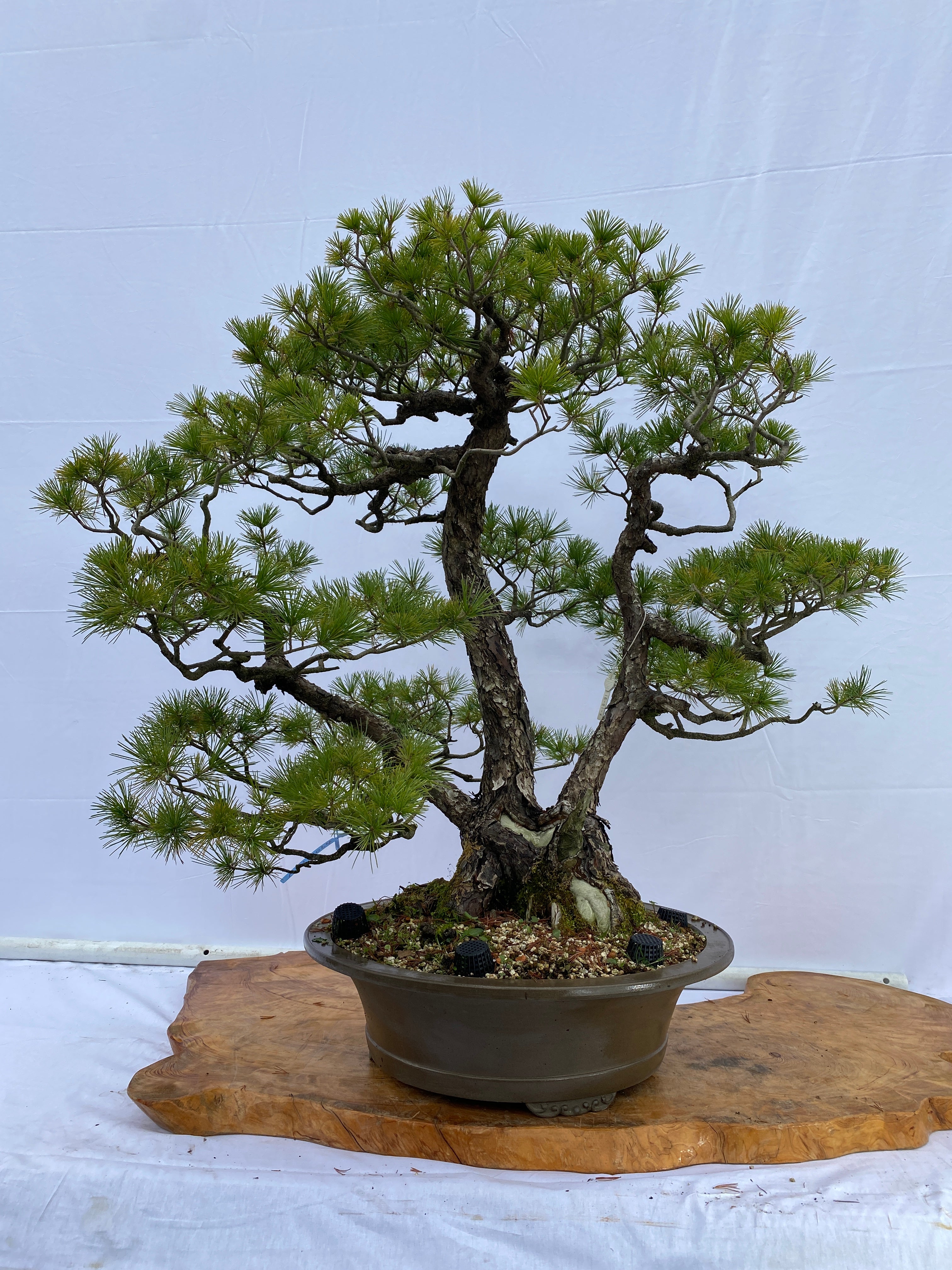 A014.jpg?v=1650441790