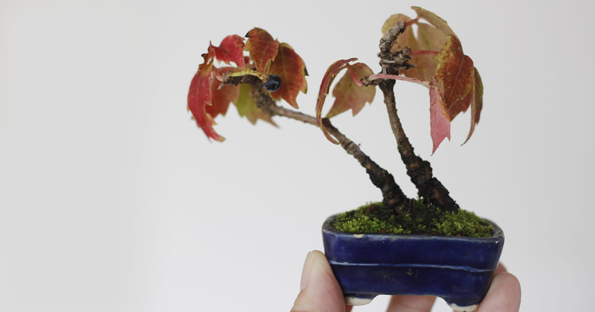 蔦（ツタ）の魅力｜キミのミニ盆栽びより