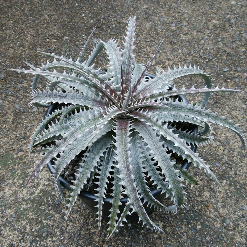 ディッキア成長記録：Dyckia 'Bone' x 'Arizona' #Right Hand編