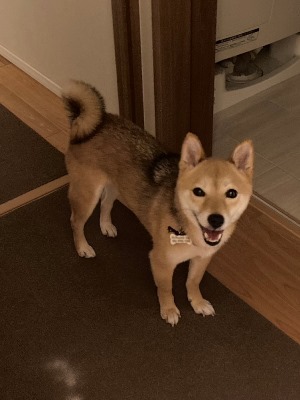 Dog Shelter | 〔2505L03〕柴犬 メス 推定5歳 体重5.4kg 【めいこ日記