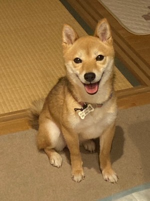 Dog Shelter | 〔2505L03〕柴犬 メス 推定5歳 体重5.4kg 【めいこ日記