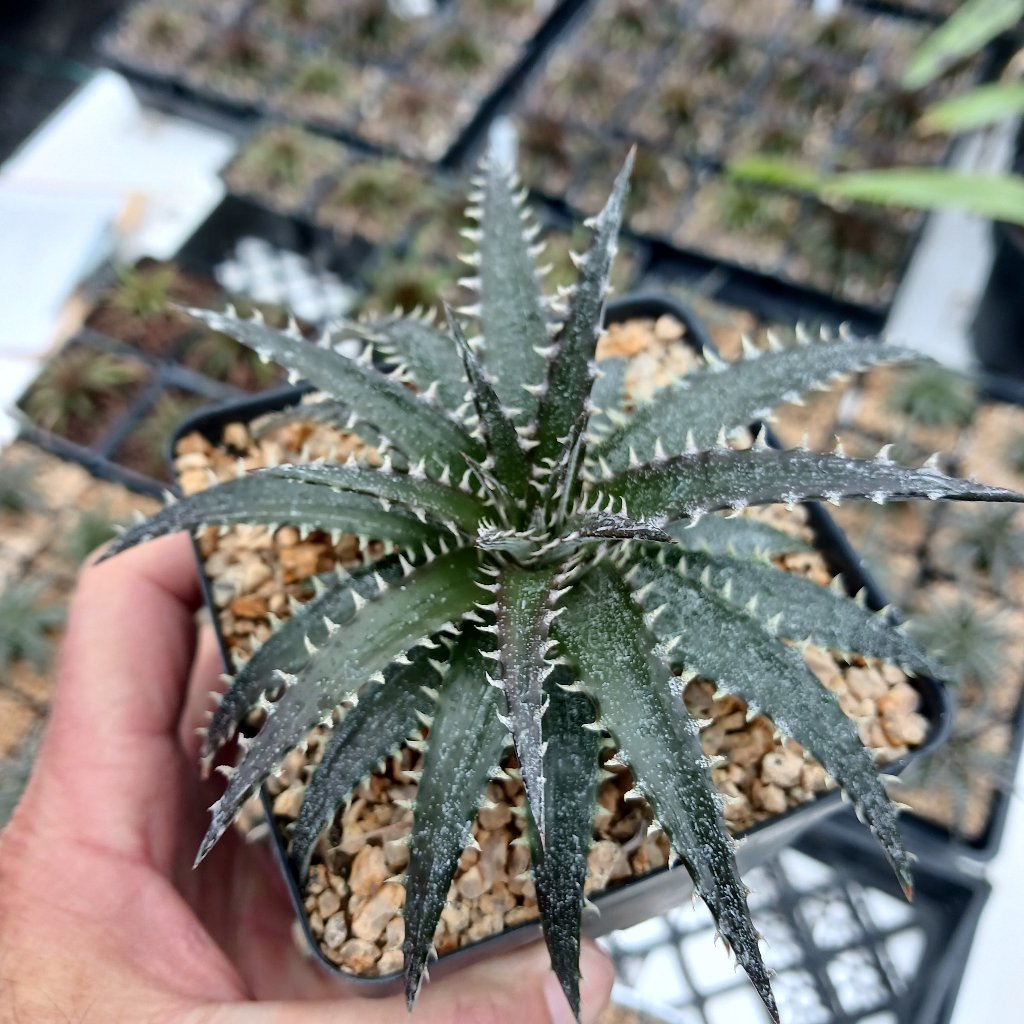 Dyckia 