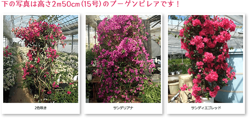 ブーゲンビリア専門の生産販売 | 石井園芸 | 種類と大きさ