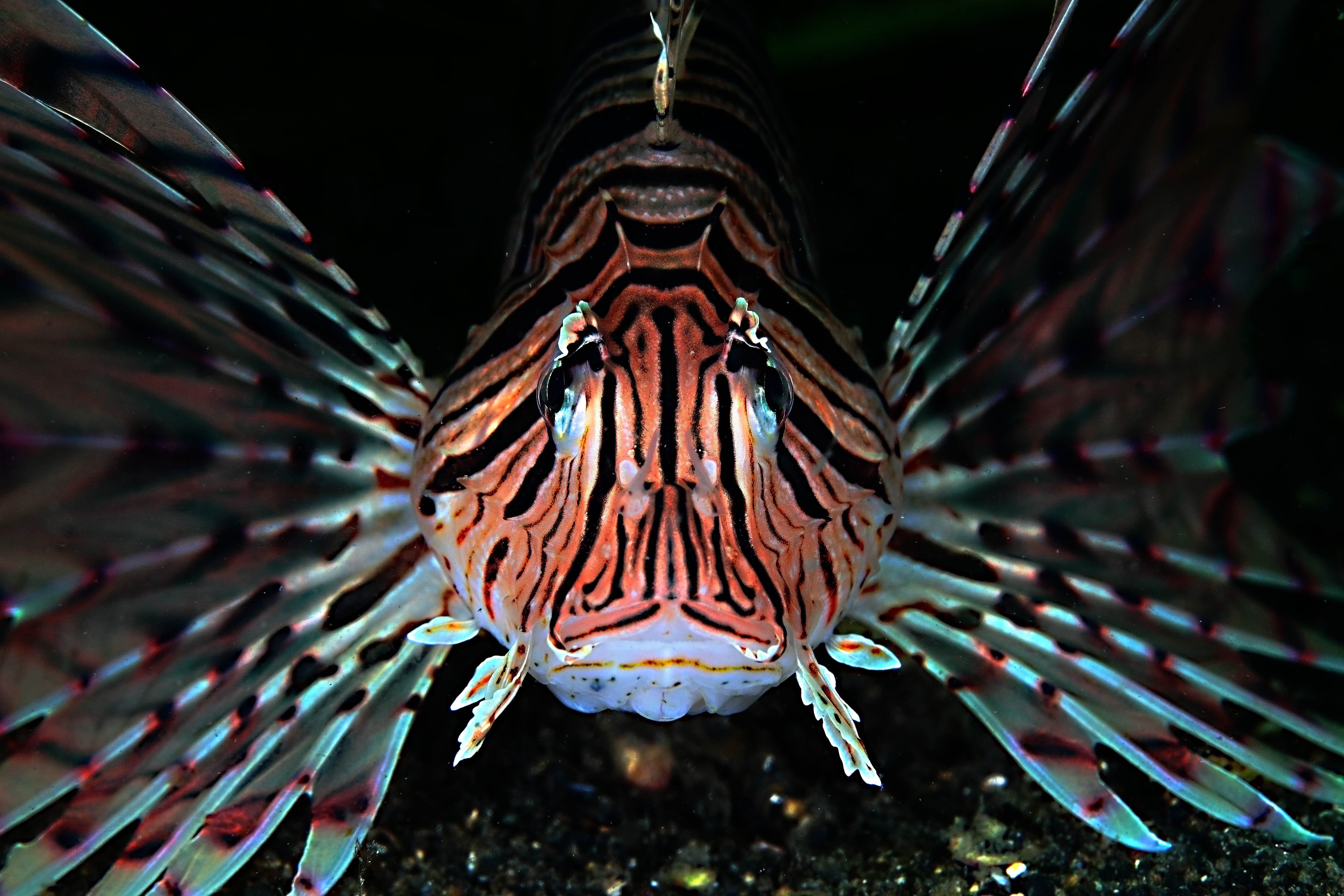 ミノカサゴ Pterois lunulata - 美しい海が永遠でありますように