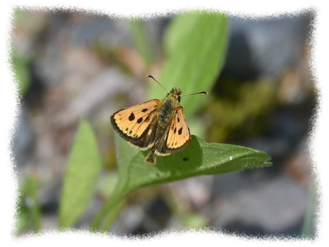カラフトタカネキマダラセセリ
