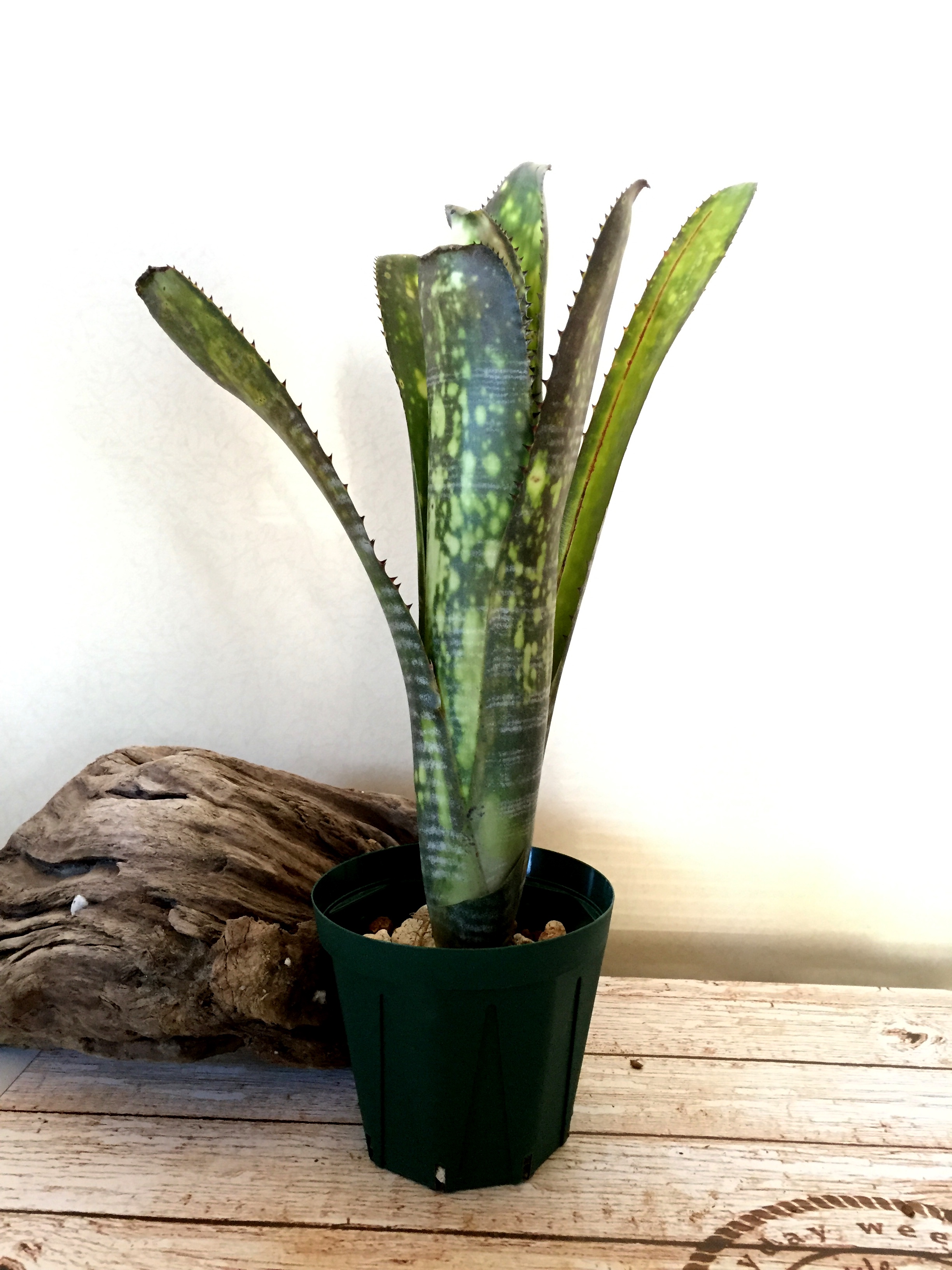 ビルベルギア・ミッドナイトサン Billbergia 'Midnight Sun'（ Bill