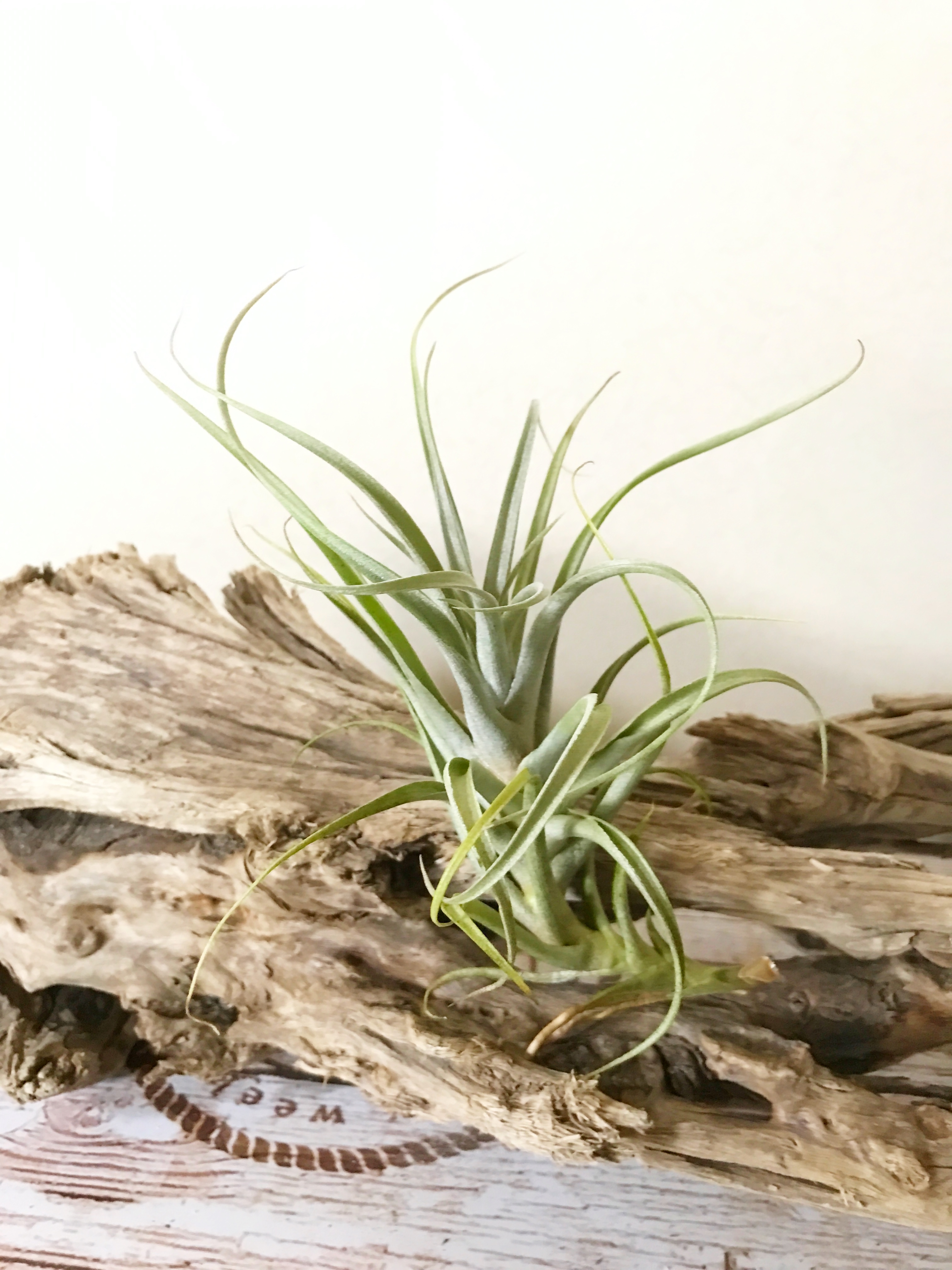 Frontier Plants】オンラインストア5月5日入荷予定のチランジア紹介