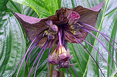 タッカ・シャントリエリ -Tacca chantrieri-