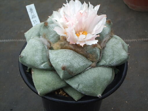 アリオカルプス属