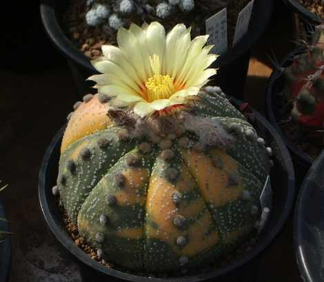 アストロフィツム属