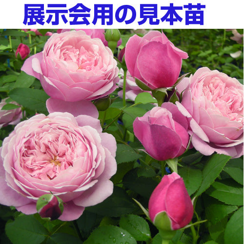 展示会用の見本苗】シャンテ・ロゼ・ミサト（2626M） – はなはなショップ