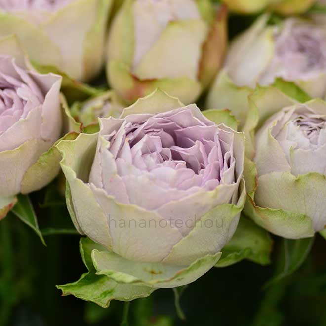 バラ ヴィンテージ レース｜ROSE Vintage Lace｜花の手帖のwebバラ図鑑