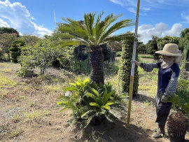 セール＆アウトレット品のご紹介| ソテツ | 植木販売 平野園