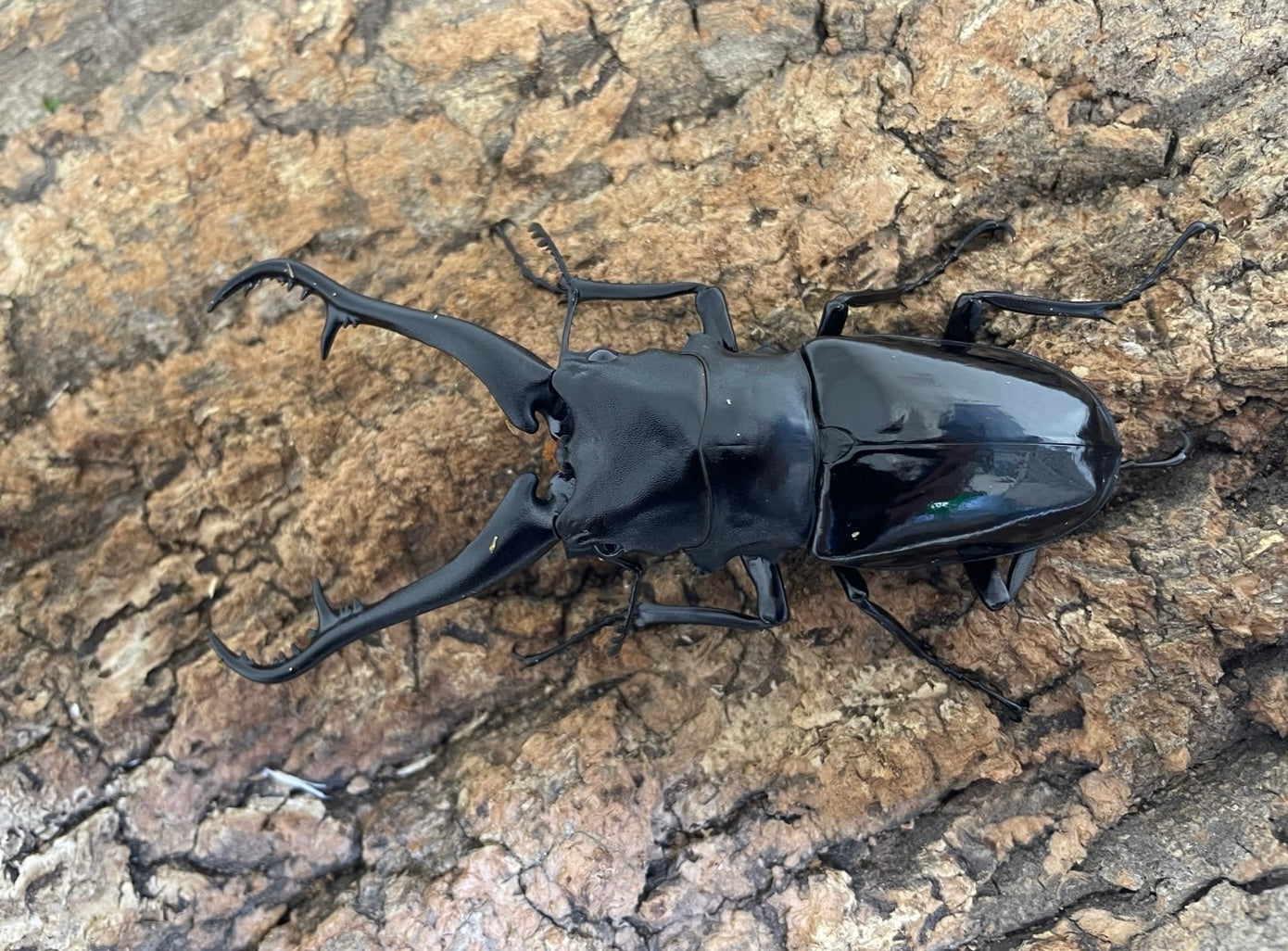 ギラファノコギリクワガタ亜種ダイスケ – INSECT SHOP KMY