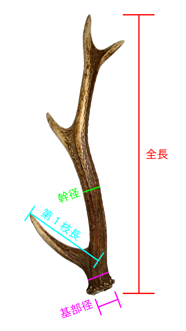 角・牙・頭骨の販売 – 狩場の馬鹿力