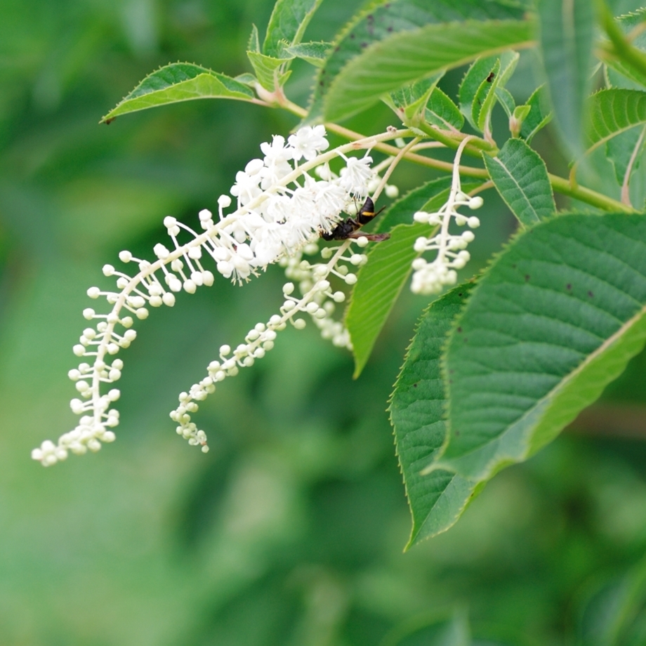森の樹木図鑑 リョウブ ｜きこりんの森