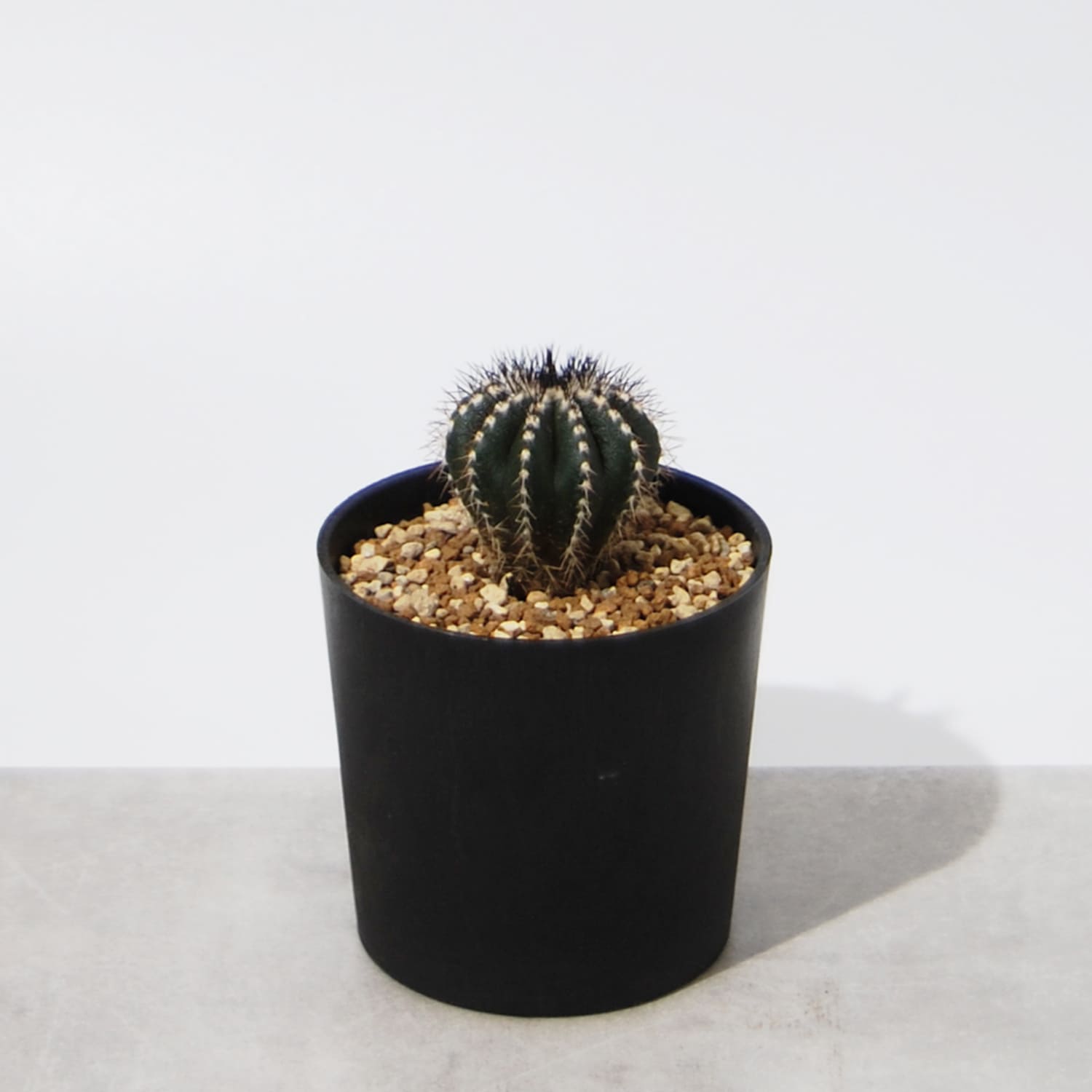 ユーベルマニア・ペクチニフェラ – linkplants -リンクプランツ-