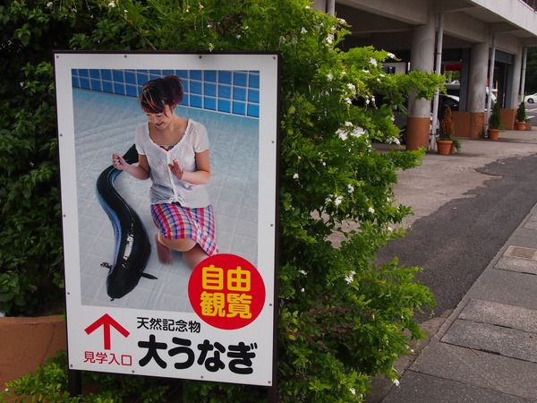 未確認生物イッシーって結局どうなったの？鹿児島県の「池田湖」で