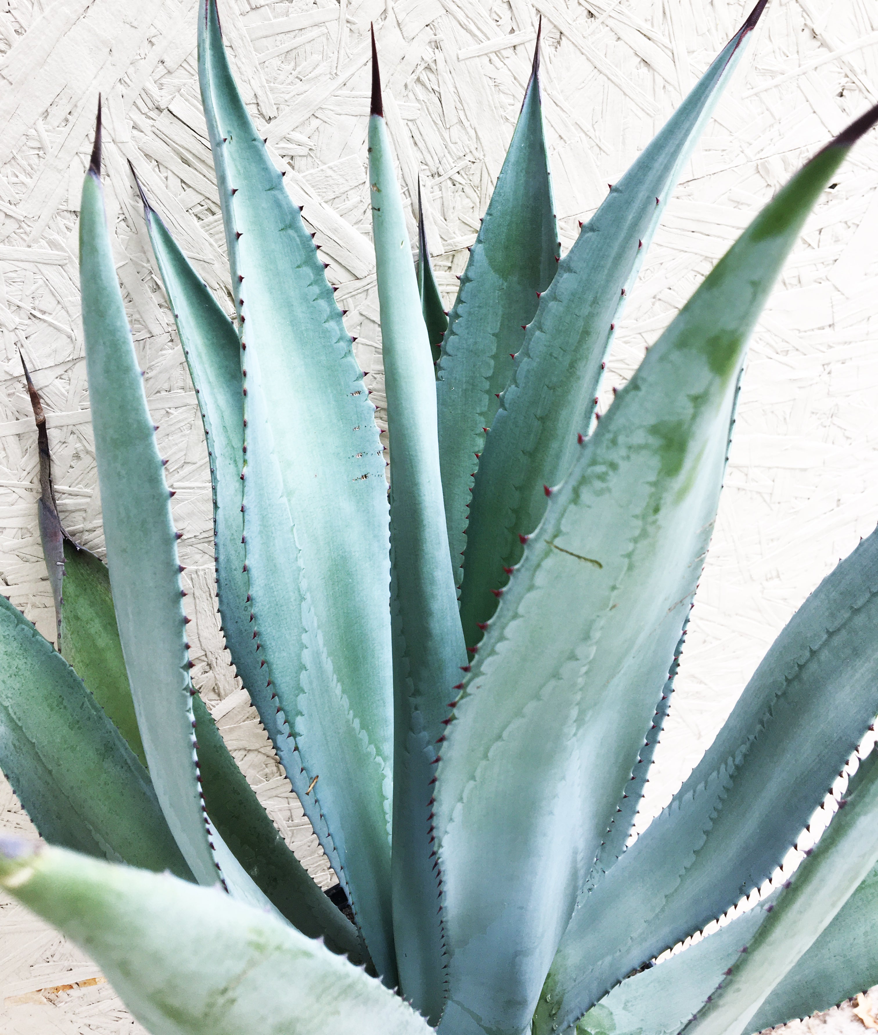 AgaveFranzosiniiDetail.jpg?v=