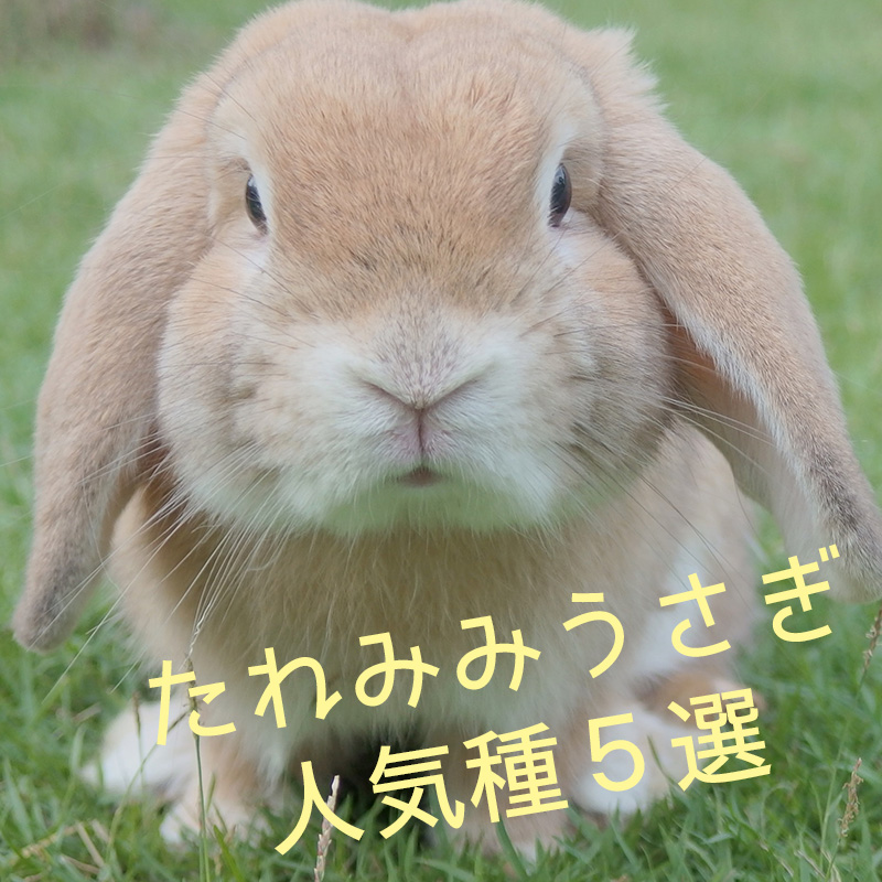 あなたを癒すおすすめのかわいい垂れ耳うさぎの人気5選