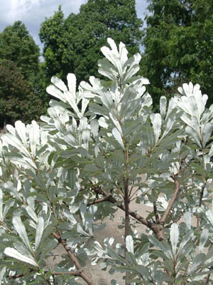 オーストラリア コースト バンクシア 植木