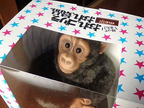 44年ぶりのゴリラ