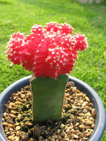 緋牡丹錦栽培記録