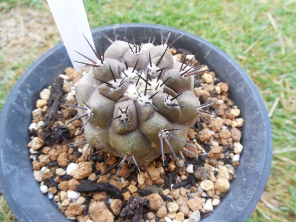 黒王丸（実生）