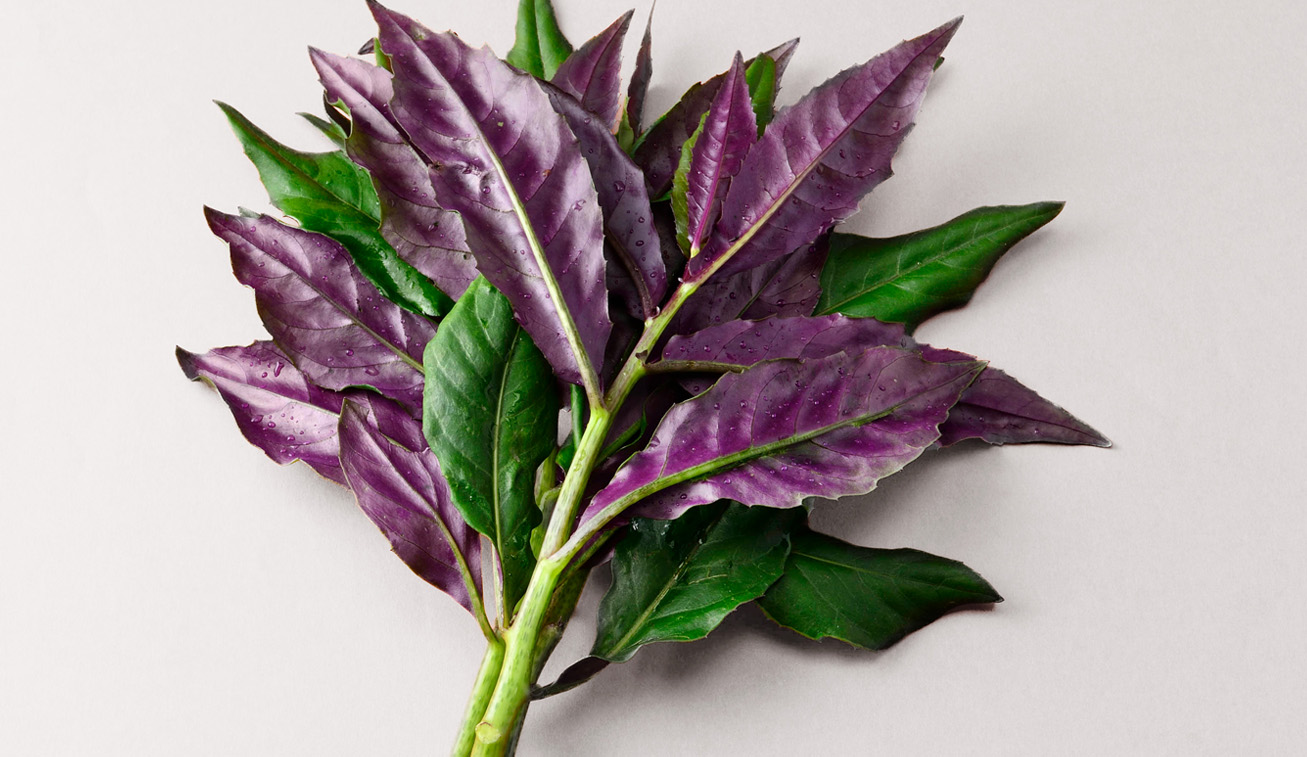 金時草を使ったレシピ紹介【通販】サカイダフルーツ