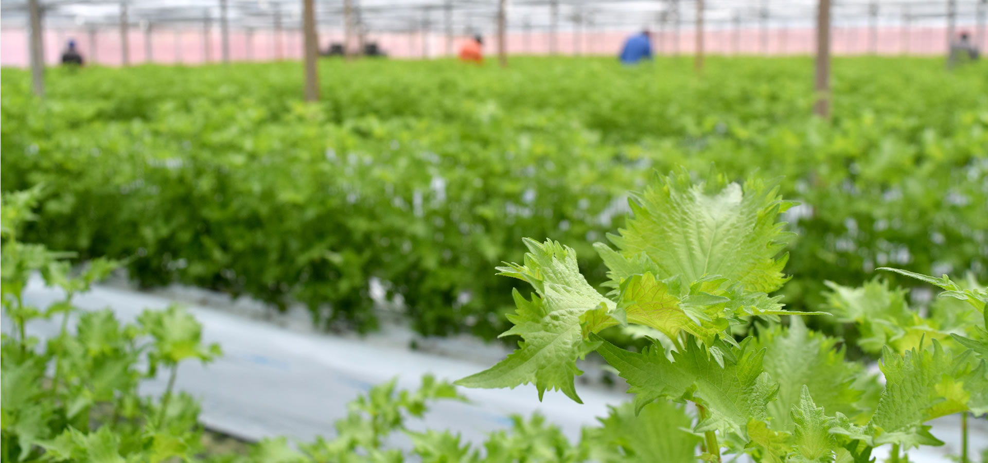 四万十の大葉 ｜ JA高知県大葉生産部会