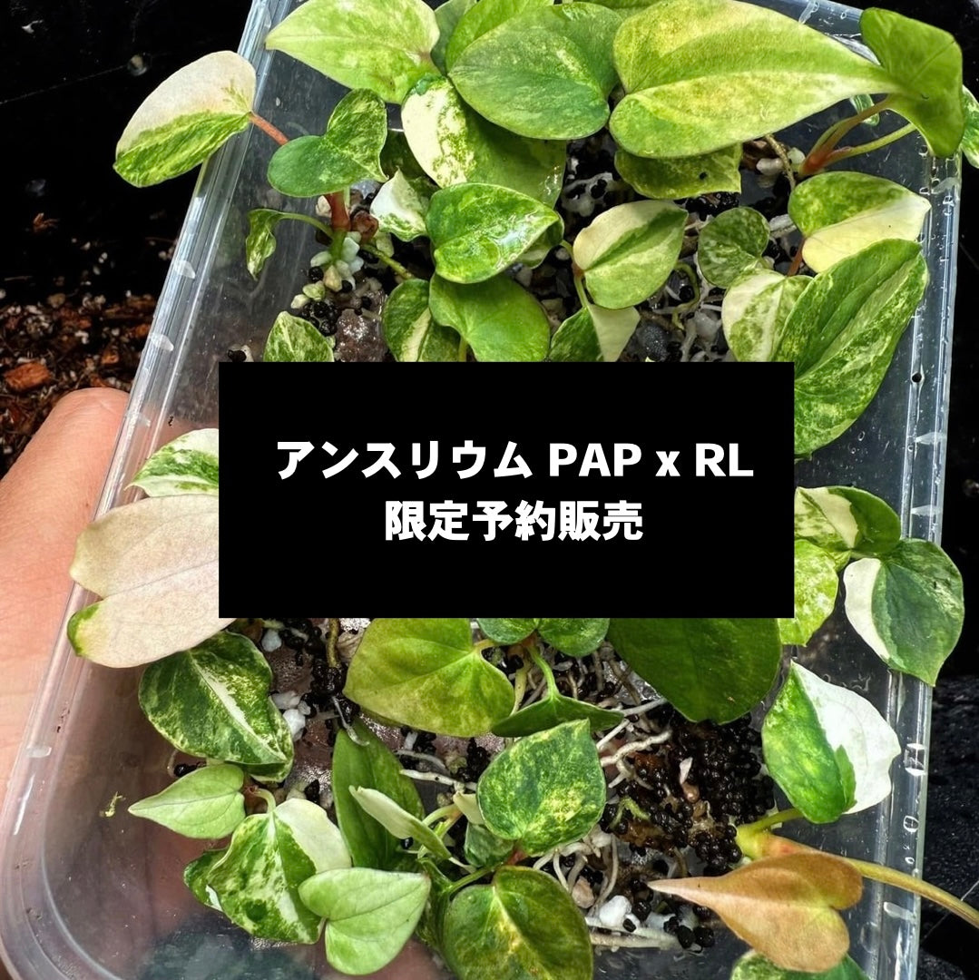 限定1株】アンスリウム PAP x RL 斑入り確認株 – RARE PLANTS JAPAN