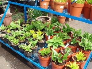 山野草と茶花 国分寺のお花屋さん 谷合園芸 - Online