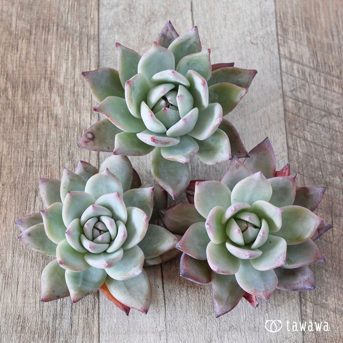 ブラックサバス – 多肉植物の通販・販売サイト tawawa