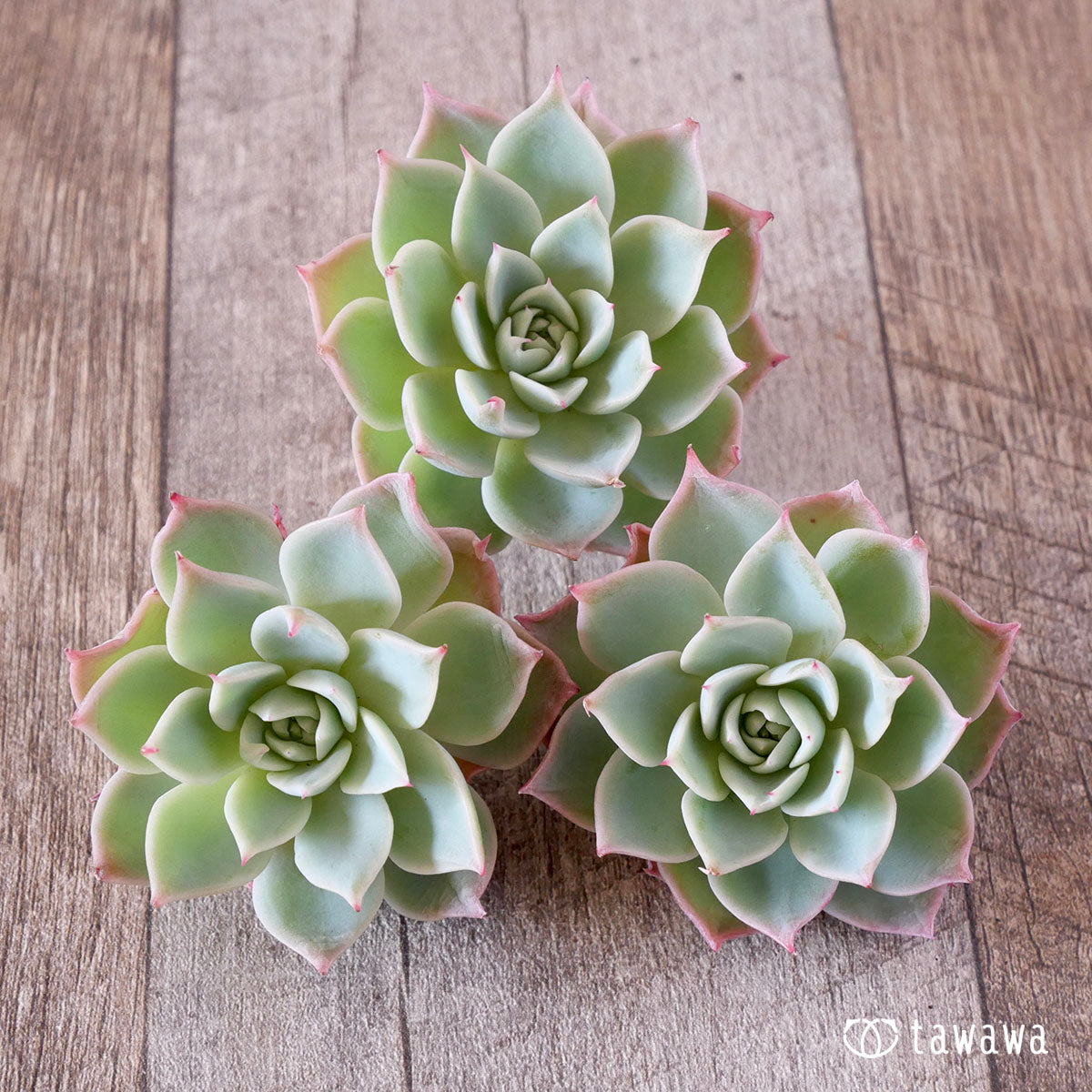 パンジー – 多肉植物の通販・販売サイト tawawa