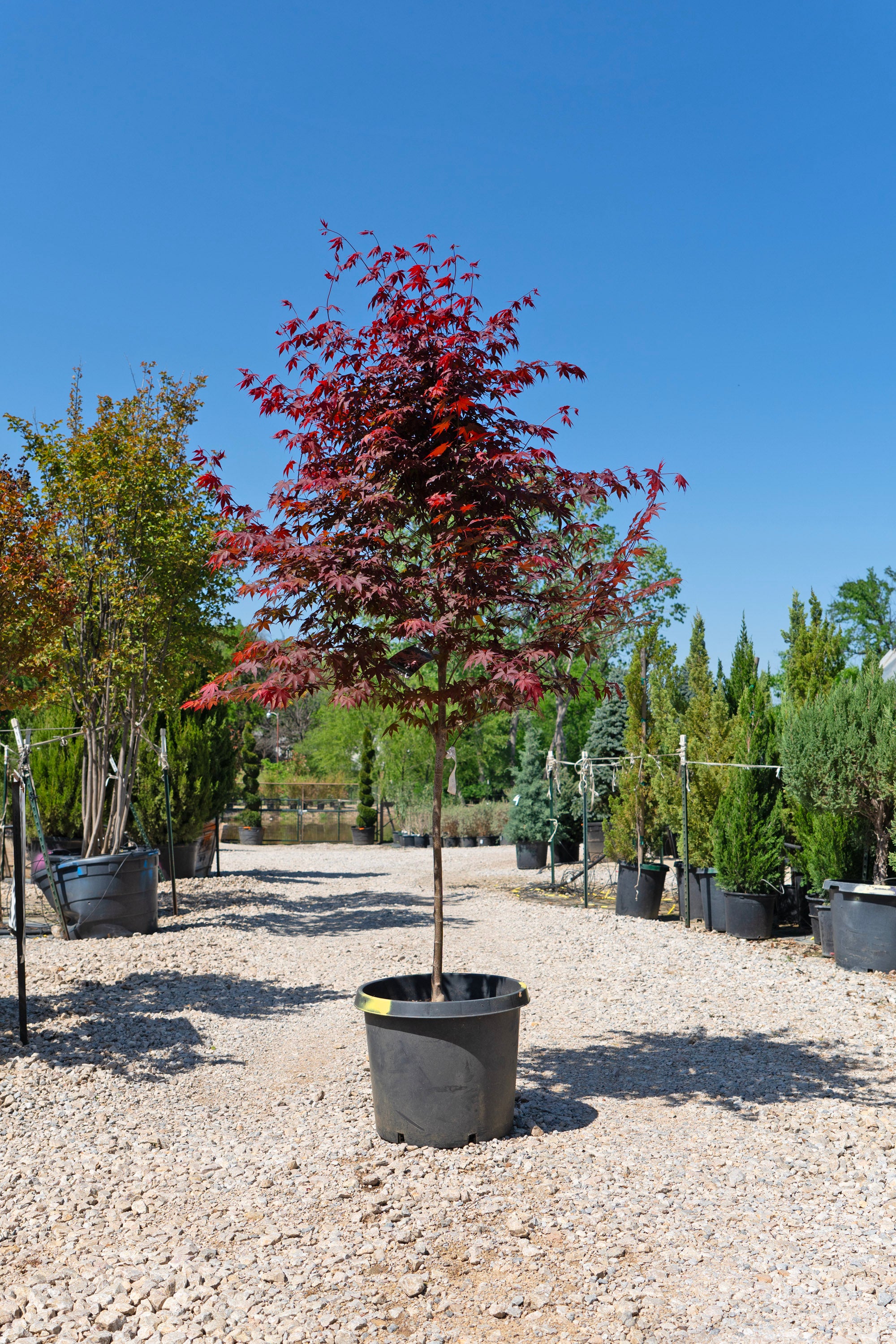 Emperor 1 Japanese Maple - Acer Palmatum 'Wolff' – The Tree Place TX